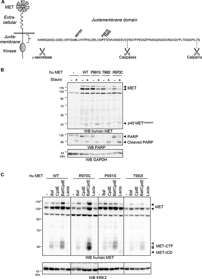 Effects of MET juxtamembrane mutations on caspases and secretases cleavages.