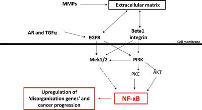 A scheme showing the role of NF-&#x3ba;B as potential integrator of various microenvironmental cues and regulator of multicellular organization.