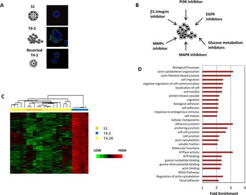 A cluster of genes revealed by microarray analysis is associated with tissue polarity in HMT3522 cell lines.