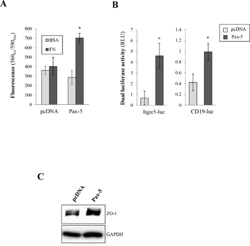 Pax-5 increases breast cancer cell adherent properties.