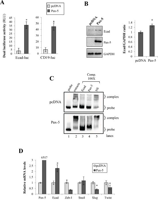 Pax-5 induces E-cadherin expression in breast cancer cells.