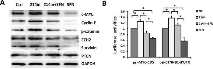 SFN/miR-214 signaling inhibits multiple oncoproteins.