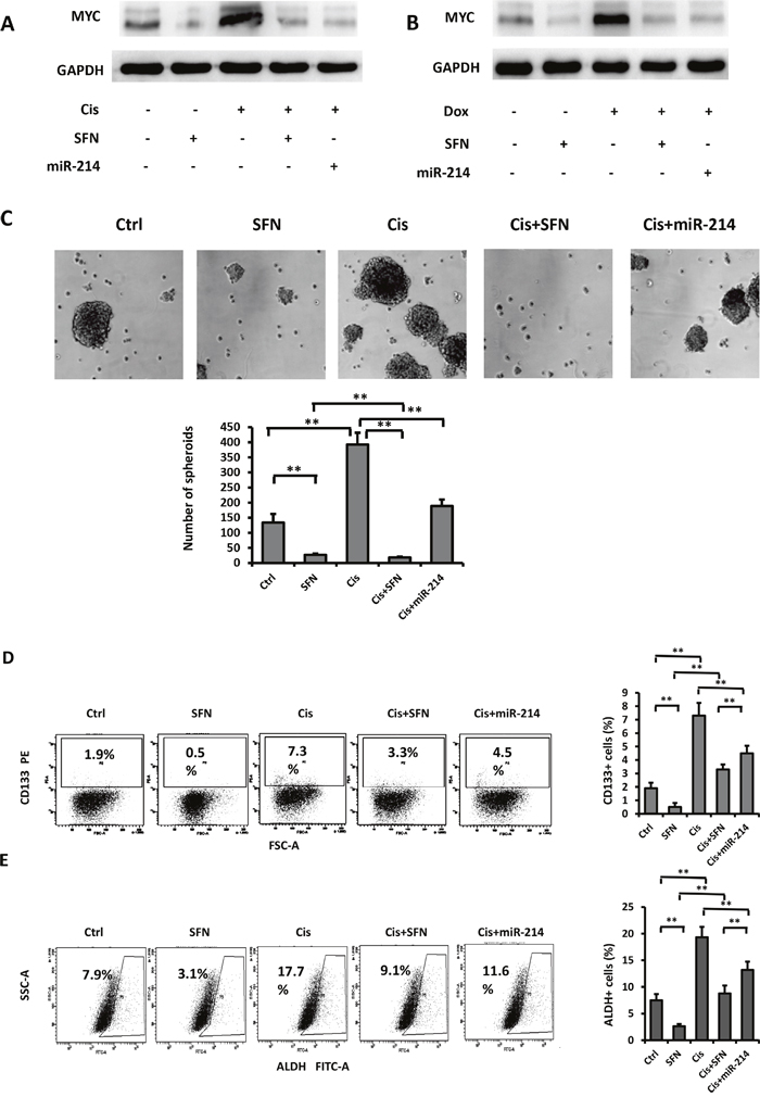 SFN/miR-214/c-MYC pathway regulates CSCs in NSCLC.