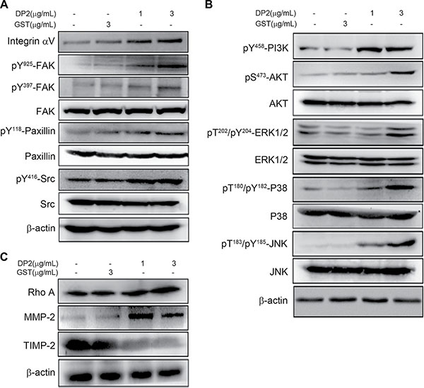 DP2 promoted migration and invasion of A549 cell associating with FAK and MAPK pathway.