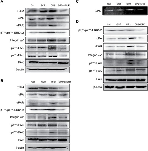 DP2 upregulated uPA/uPAR protein expression and enhanced integrin &#x03B1;V/FAK activation via TLR2/4 and ERK1/2-mediated signaling.