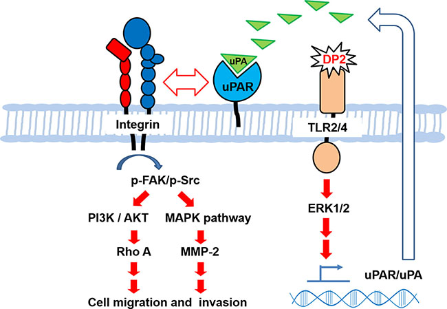 Proposed mechanism for upregulated cell motility and invasiveness of A549 cell induced by DP2.