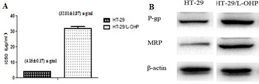 Establishment of L-OHP resistant HT-29 cell line.