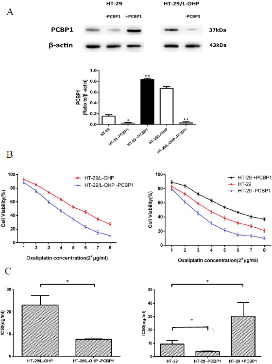 PCBP1 increased L-OHP resistance in HT-29 cells.