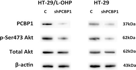 Knockdown of PCBP1 led to decreased Akt Ser473 phosphorylation in HT-29 and HT-29/L-OHP cells.
