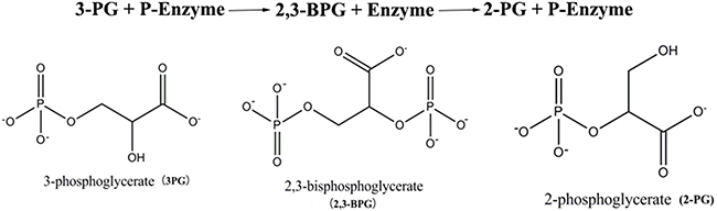 The phosphoglycerate mutase reaction and the chemical structural formula of 3PG, 2,3-BPG, and 2PG.