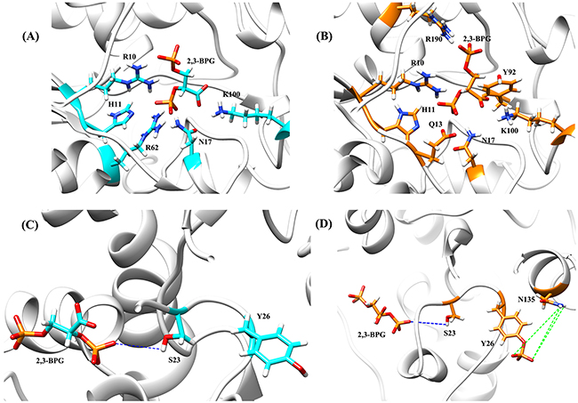 Structures of 2,3-BPG:PGAM1 complex for both the wild type system A and C. and the Y26-phospho system B and D.