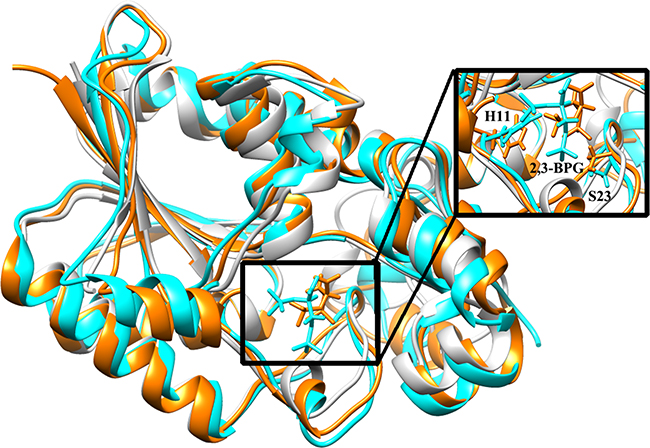 Superposition of S3 wt (cyan), S0 phos (orange), and the crystal structure 3FDZ (light gray).