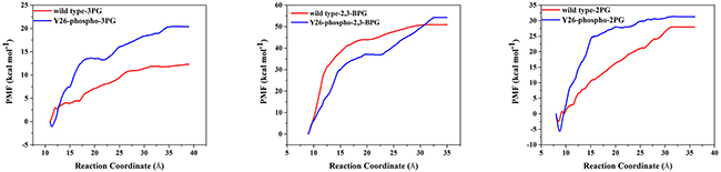 The PMF of pulling 3PG, 2,3-BPG, and 2PG from PGAM1.