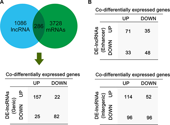 The expression relationship of DE-lncRNAs and their associated coding gene in LSCC.