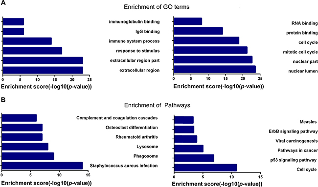 Enrichment analysis of pathways and GO terms for differentially expressed mRNAs.