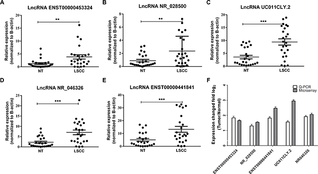 RT-qPCR validation reveals significant lncRNA expression differences in LSCC samples compare to the adjacent normal samples.