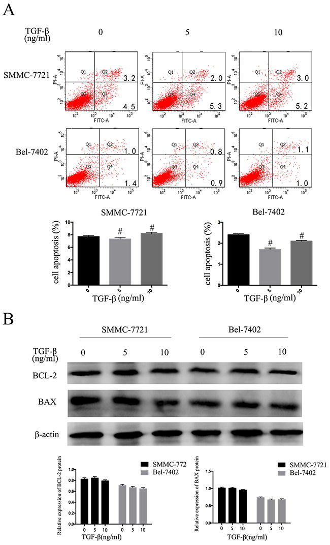 TGF-&#x03B2;1 suppresses the HCC cells proliferative capacity but does not promote apoptosis.