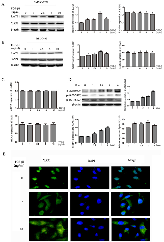 TGF-&#x03B2;1 activates the Hippo signaling pathway in HCC cells.