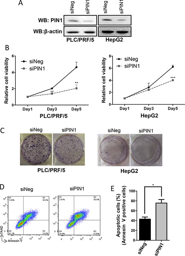 Down-regulation of PIN1 suppressed cell proliferation and colony formation, and enhanced apoptosis of HCC cell lines.