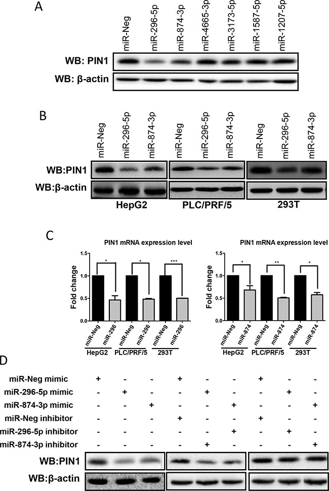 Over-expression of miR-296-5p and miR-874-3p decreased PIN1 mRNA and protein expression levels.