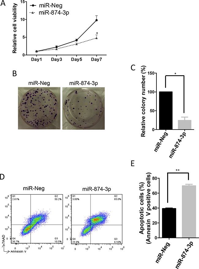 miR-874-3p suppressed cell proliferation and in-vitro colony formation, and enhanced apoptosis of HCC cells.