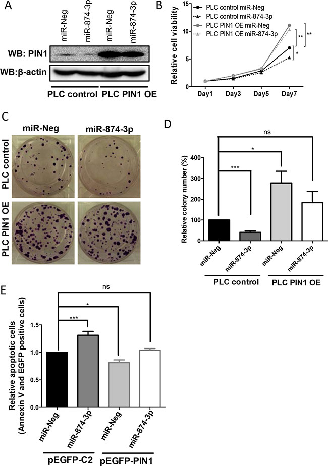 miR-874-3p regulated cell proliferation, colony formation as well as cellular apoptosis via down-regulation of PIN1 expression.
