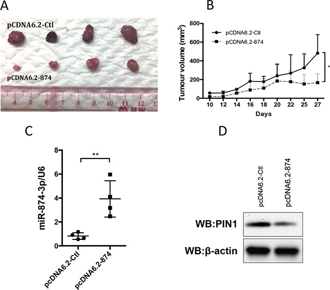 Expression of miR-874-3p suppressed HCC tumour growth in vivo.