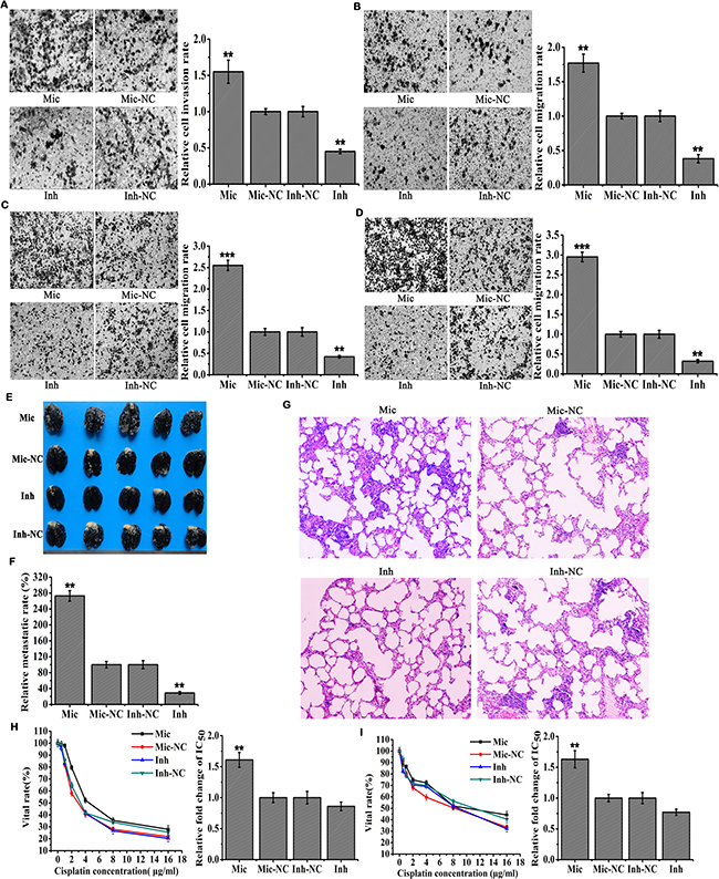 MiR-410 promoted metastasis and drug resistance of NSCLC.