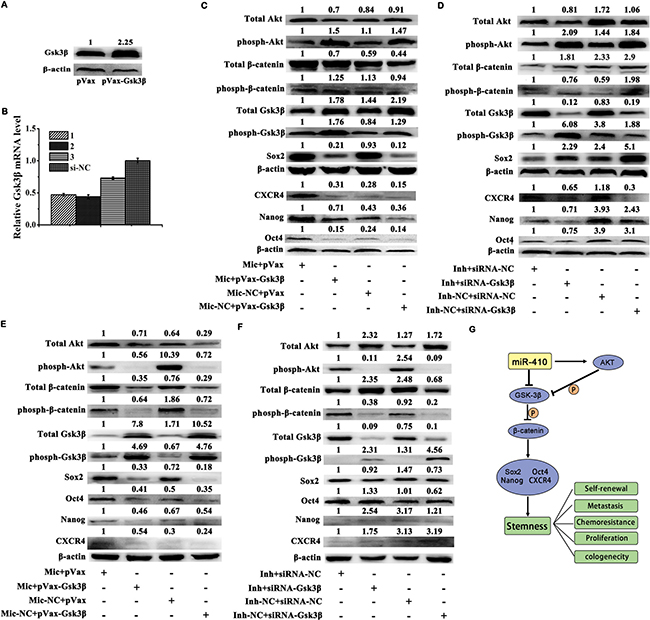MiR-410 induced stemness via down-regulating Gsk3&#x03B2; but increasing &#x03B2;-catenin expression.