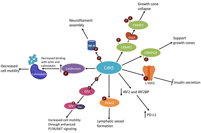 Simplified schematic of CDK5 activities.