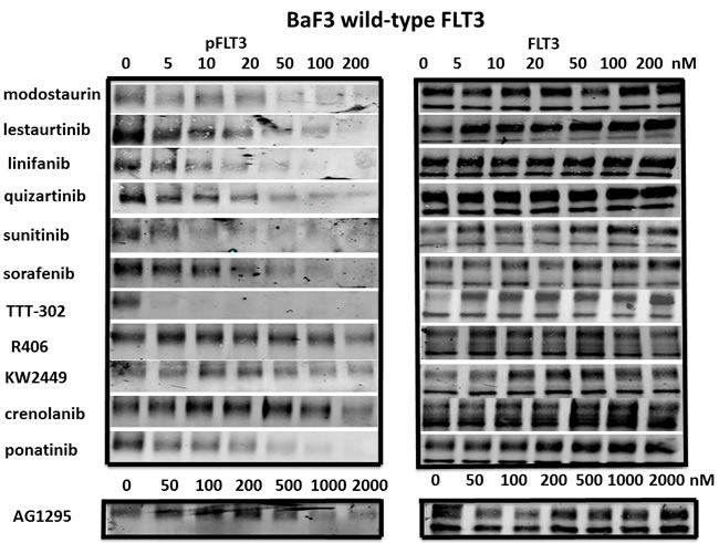 Inhibition of wild-type FLT3 signaling pathways by FLT3 TKI.