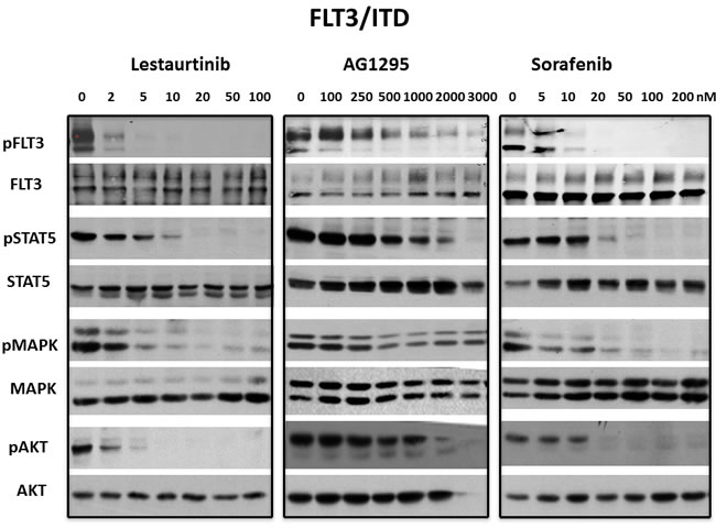 Inhibition of FLT3/ITD signaling pathways by FLT3 TKI.