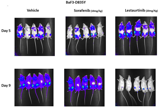 Effect of FLT3 TKI on progression of BaF3 D835Y cells engrafted in syngeneic BALB/c mice.
