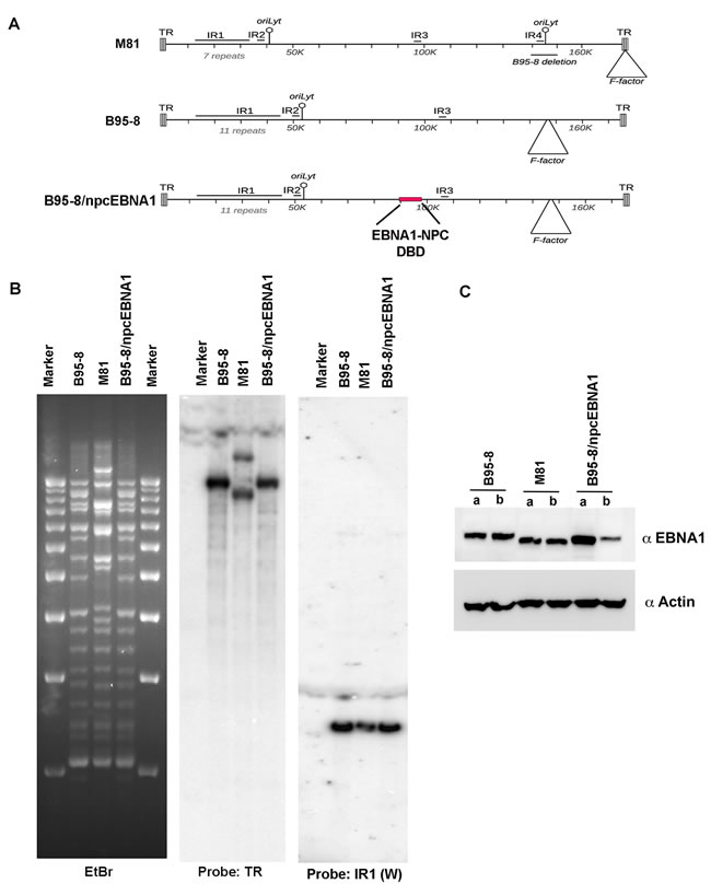 Generation of recombinant B95-8/npcEBNA1.