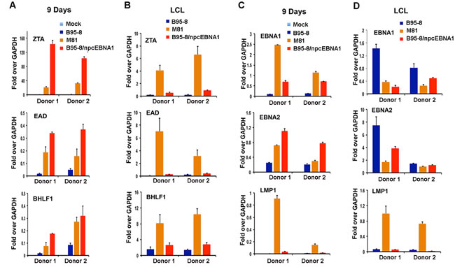 Variant viral transcription during early stages of B-cell infection by B95-8/npcEBNA1.