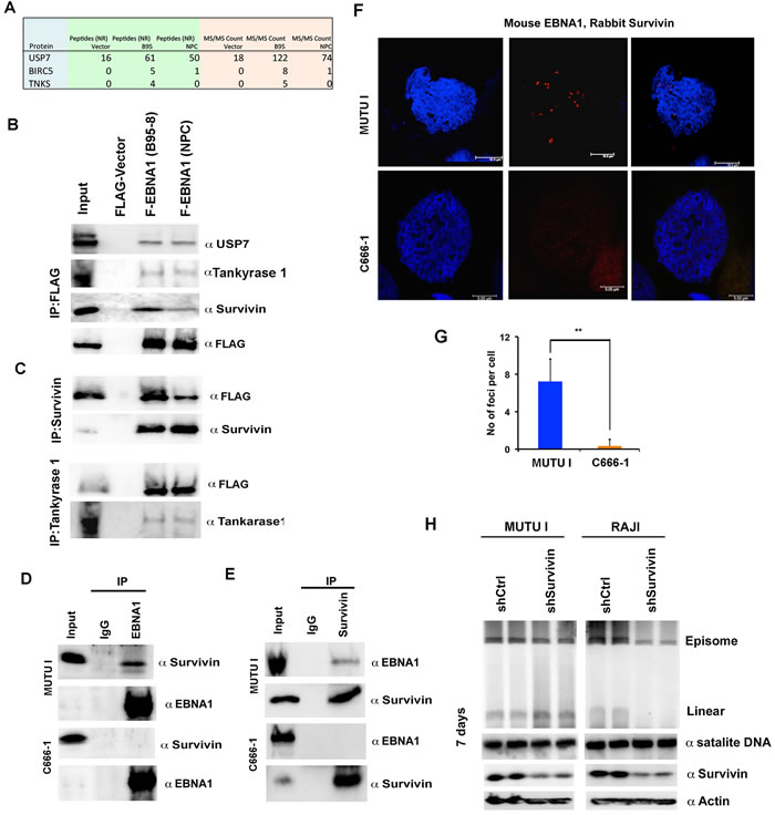 NPC-derived EBNA1 is compromised for interaction with Survivin.