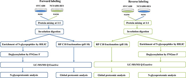 Workflow for the integrated analysis of global protein expression and glycosite-containing peptides.