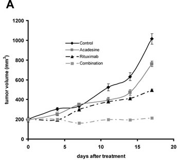 Acadesine-rituximab combination inhibits MCL tumor outgrowth.