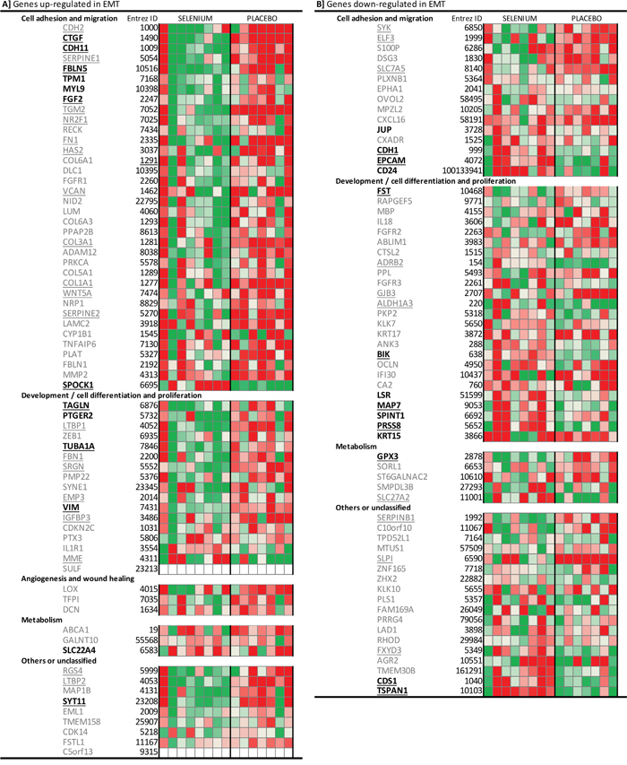 Heatmap of the individual gene expression changes of 130 EMT-core genes in participants receiving selenium or placebo.