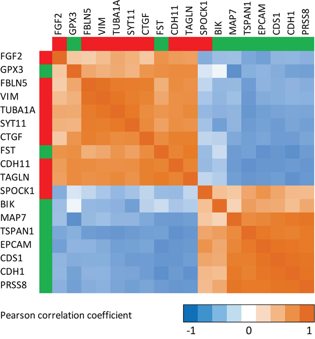 Correlation matrix showing the correlations between the expression changes for genes involved in epithelial-to-mesenchymal transition (EMT).