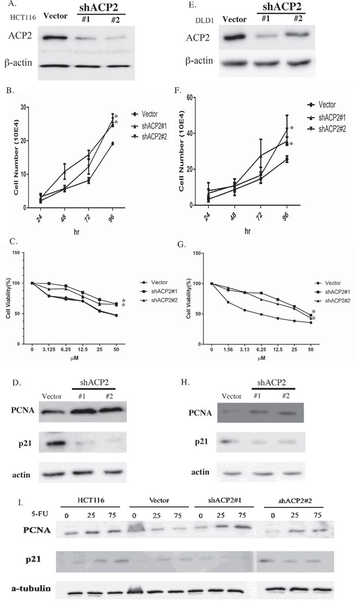 Knockdown of ACP2 expression enhances chemoresistance.