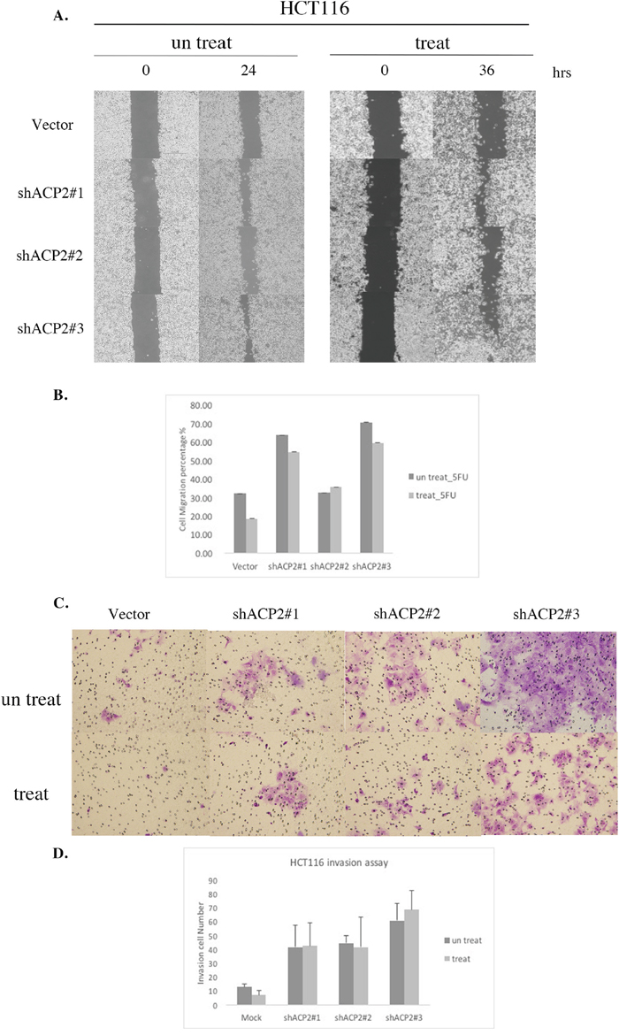 Knockdown of ACP2 expression induced cell migration and invasion activity in HCT116 cells.