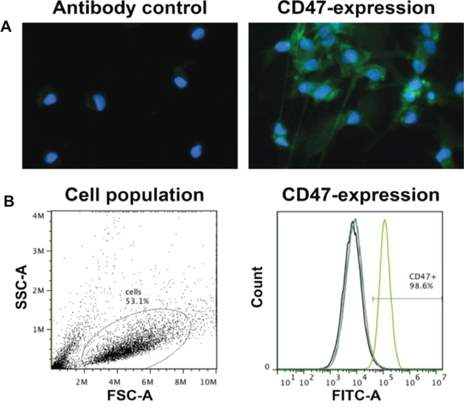 P3 GBM cells uniformly express high levels of CD47.