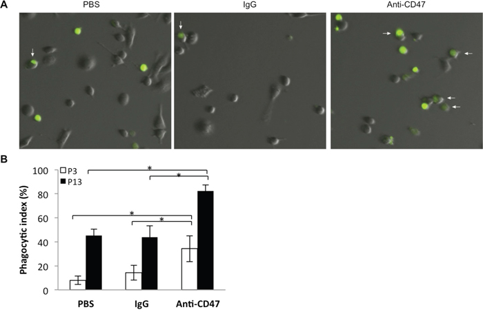 Nude rat bone marrow derived macrophages efficiently phagocytose P3 and P13 GBM tumor cells in an in vitro assay.