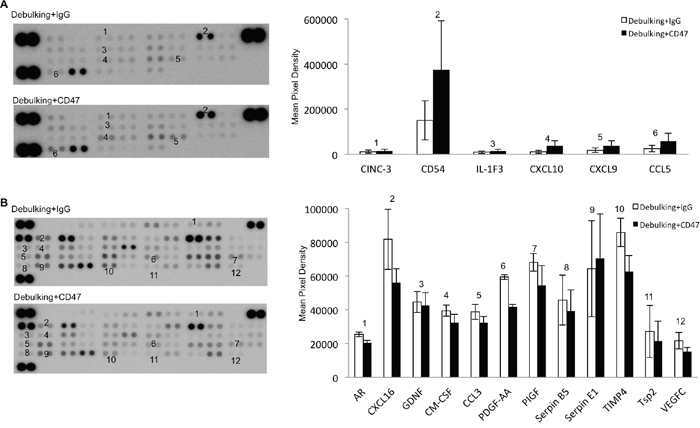 Anti-CD47 antibody treatment alters levels of cytokines and angiogenesis-associated proteins in GBM xenografts.