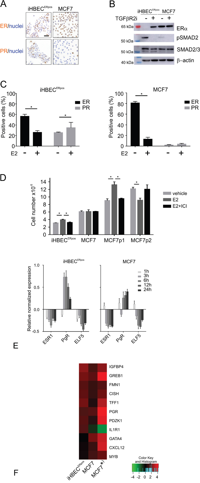 iHBECERpos and MCF7 cells respond differently to TGF&#x03B2;R inhibitors and estrogen.