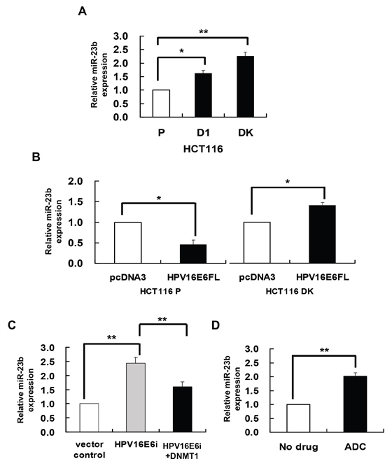 DNMT1 mediated the HPV-16 E6 suppression of miR-23.