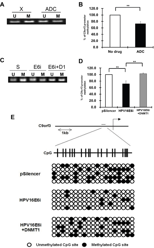 The methylation status of the C9orf3 promoter region in SiHa cells.
