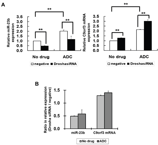 The effect of Drosha and 5-aza-2&#x2019;-deoxycytidine on miR-23b and C9orf3 mRNA expressions in SiHa cells.
