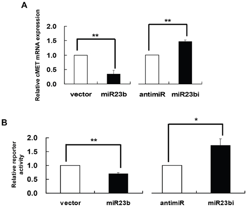 c-MET as a gene target of miR-23b.